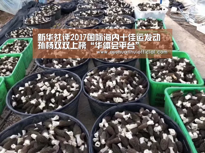 新华社评2017国际海内十佳运发动 孙杨双双上榜“华体会平台”(图1) 华体会app
